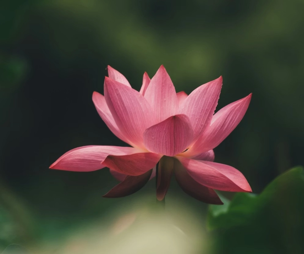 10% Rabatt für Neukunden im Kosmetikstudio Ginie Heidelberg.